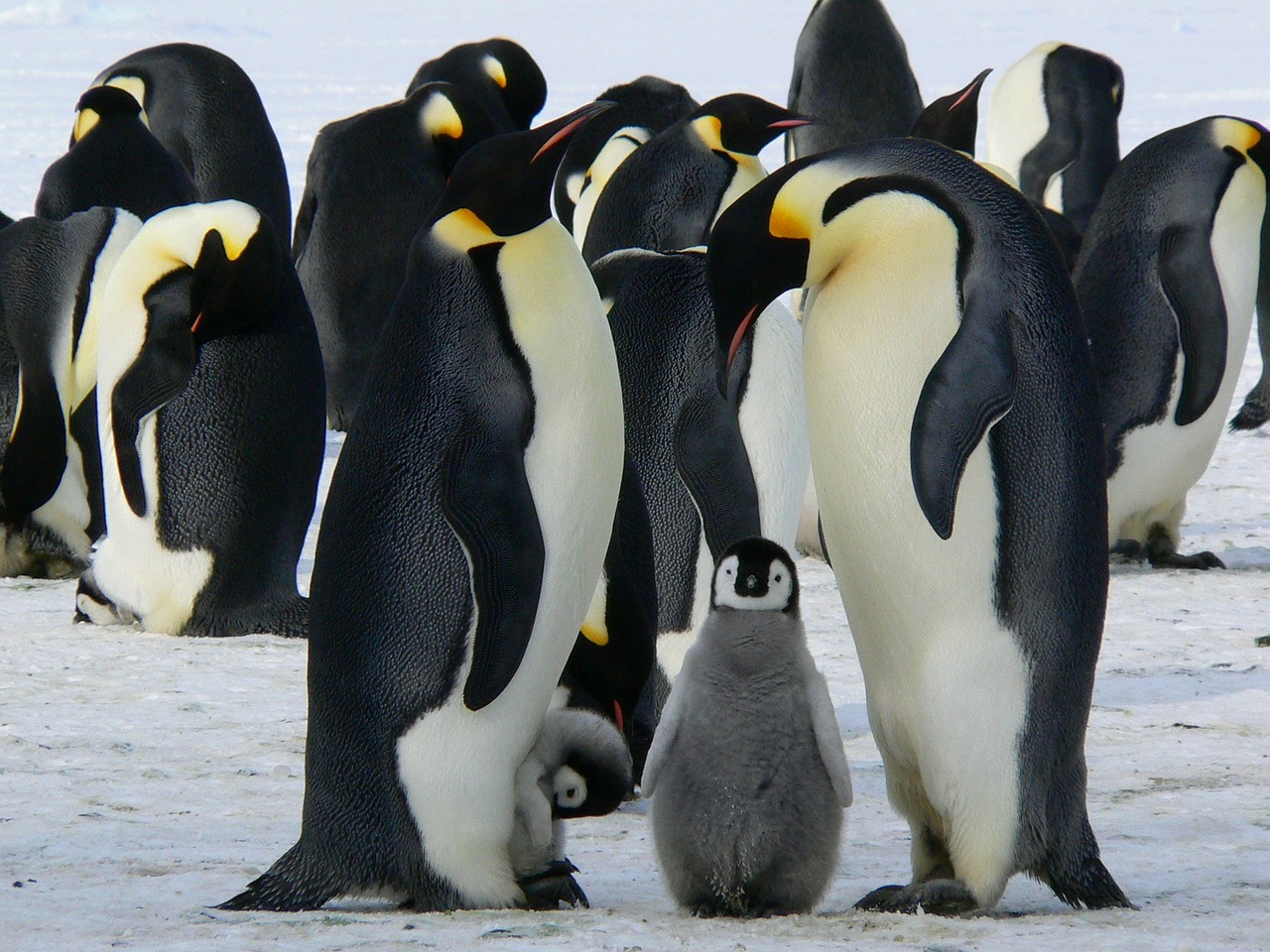 Combien coûte un voyage en Antarctique ?